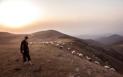 A Deeper Look At The Shepherds Abiding in The Fields