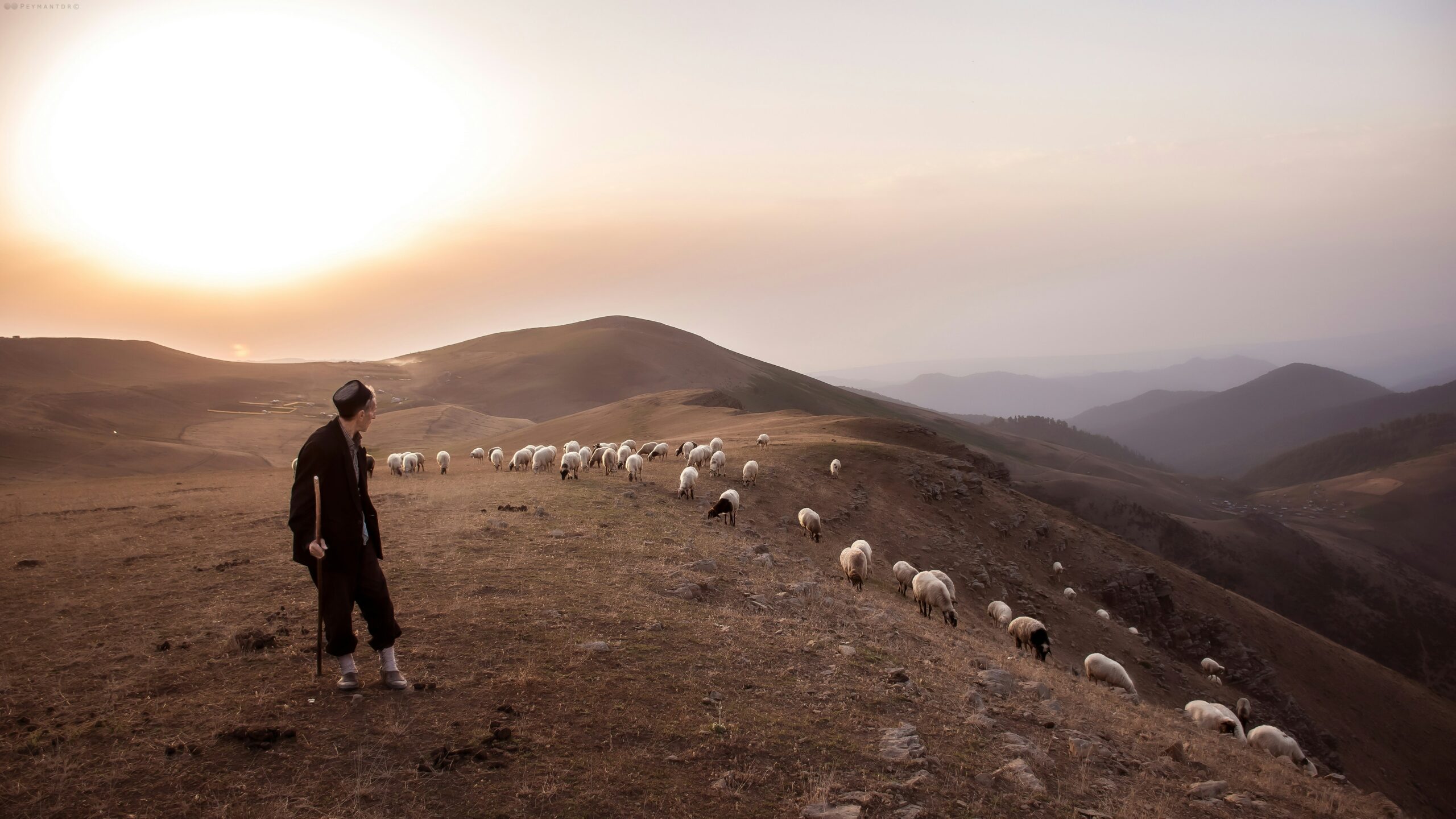 shepherd in a field looking over sheep
