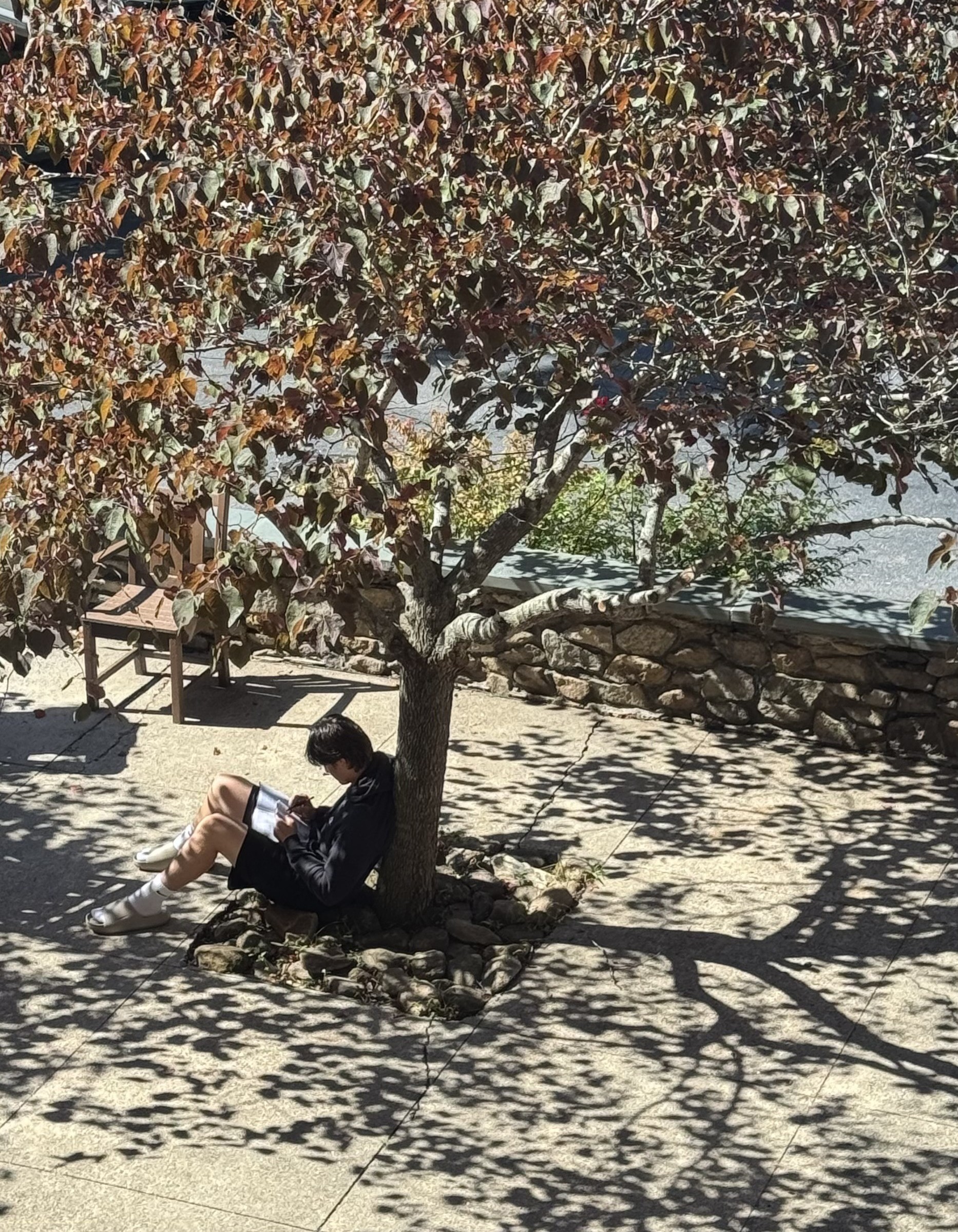 Bible Study Under a Tree